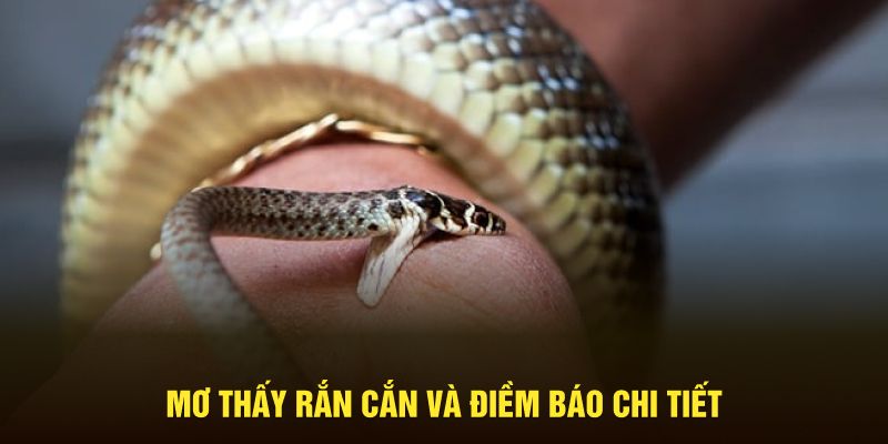 Mơ thấy rắn cắn và điềm báo chi tiết