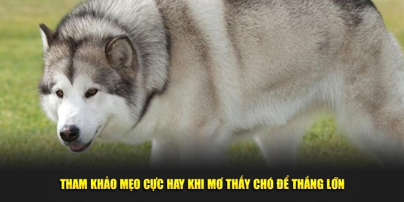 Tham khảo mẹo cực hay khi mơ thấy chó để thắng lớn